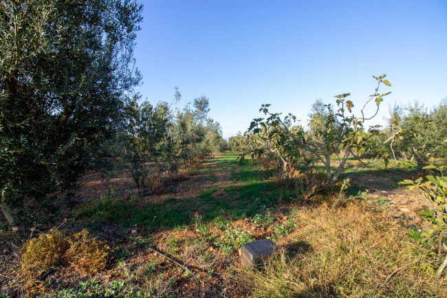 Terreno agricolo in vendita a San Vito Dei Normanni (BR)