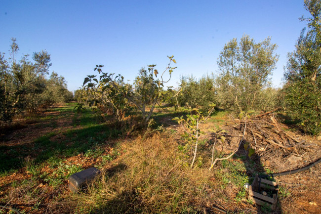 Terreno agricolo in vendita a San Vito Dei Normanni (BR)