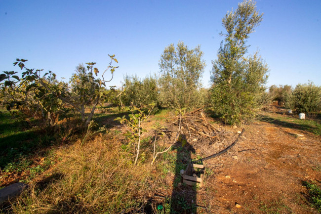 Terreno agricolo in vendita a San Vito Dei Normanni (BR)