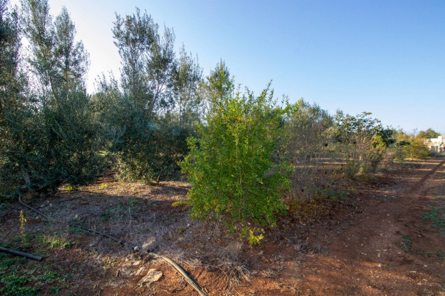 Terreno agricolo in vendita a San Vito Dei Normanni (BR)