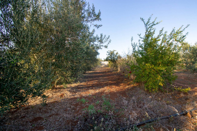 Terreno agricolo in vendita a San Vito Dei Normanni (BR)