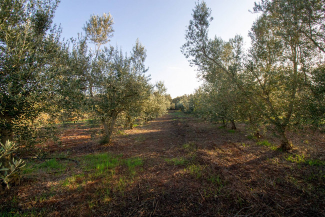 Terreno agricolo in vendita a San Vito Dei Normanni (BR)