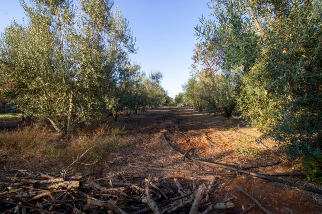 Terreno agricolo in vendita a San Vito Dei Normanni (BR)