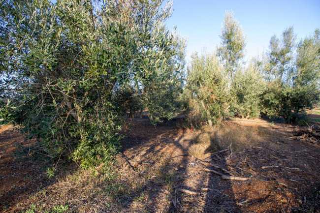 Terreno agricolo in vendita a San Vito Dei Normanni (BR)