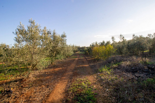 Terreno agricolo in vendita a San Vito Dei Normanni (BR)