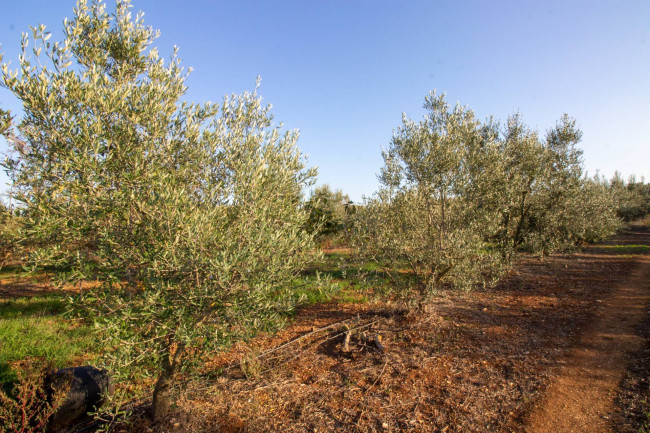 Terreno agricolo in vendita a San Vito Dei Normanni (BR)