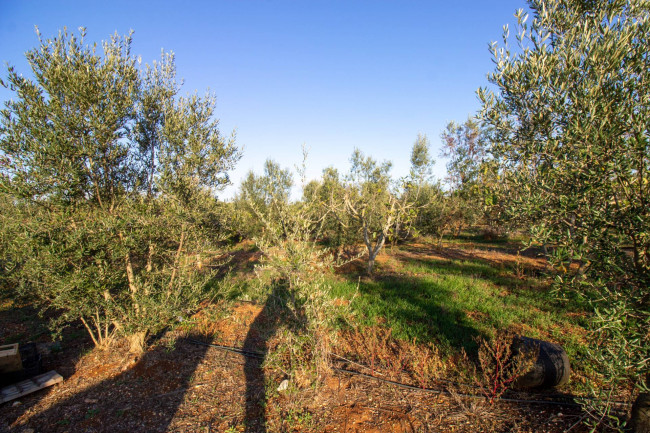 Terreno agricolo in vendita a San Vito Dei Normanni (BR)