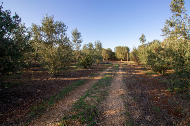 Terreno agricolo in vendita a San Vito Dei Normanni (BR)