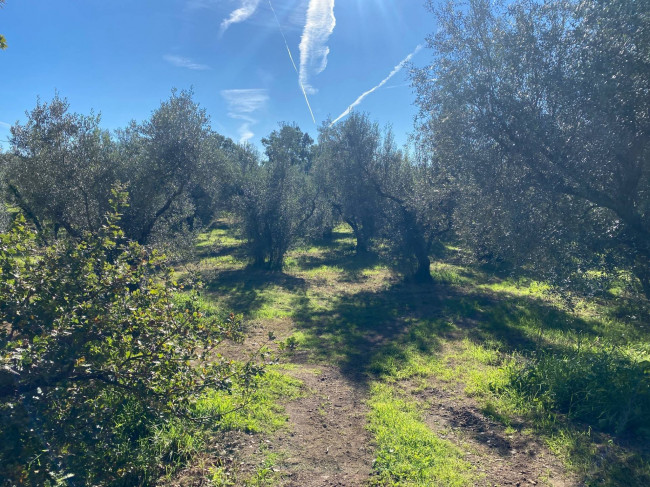 Terreno agricolo in vendita a Vetralla (VT)