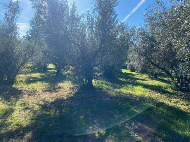 Terreno agricolo in vendita a Vetralla (VT)