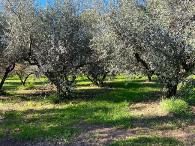 Terreno agricolo in vendita a Vetralla (VT)