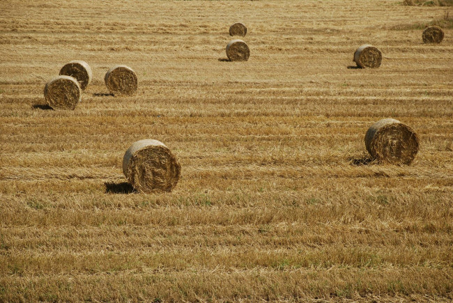 Rustico/Casale/Corte in Vendita a Capalbio