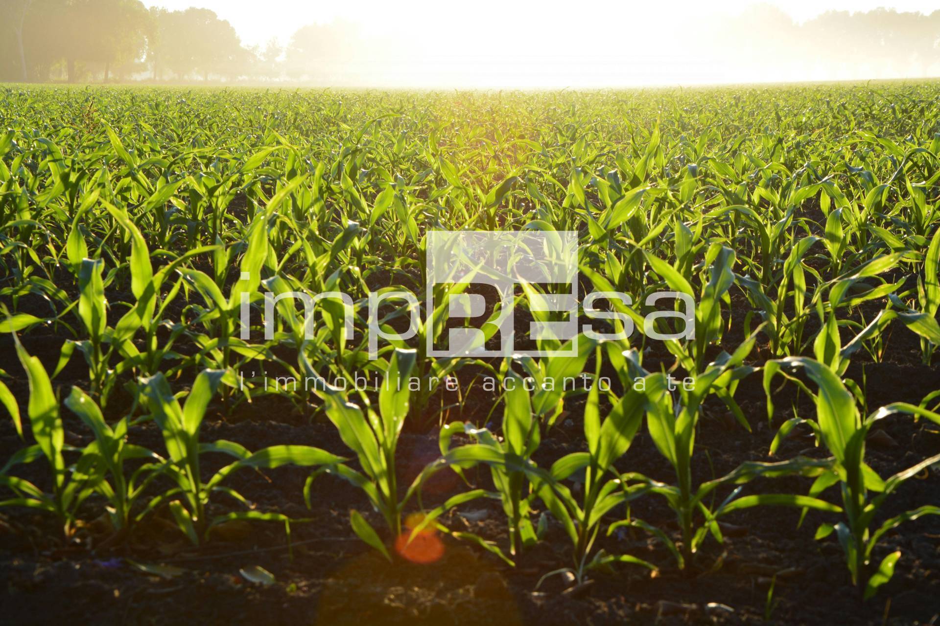 Terreno agricolo in vendita a Silea (TV)