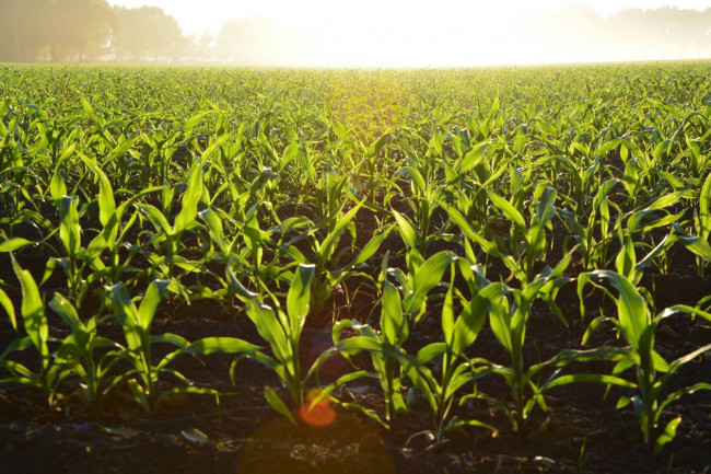 Terreno agricolo in vendita a Silea (TV)