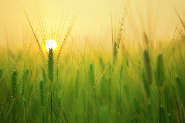 Terreno agricolo in vendita a Silea (TV)