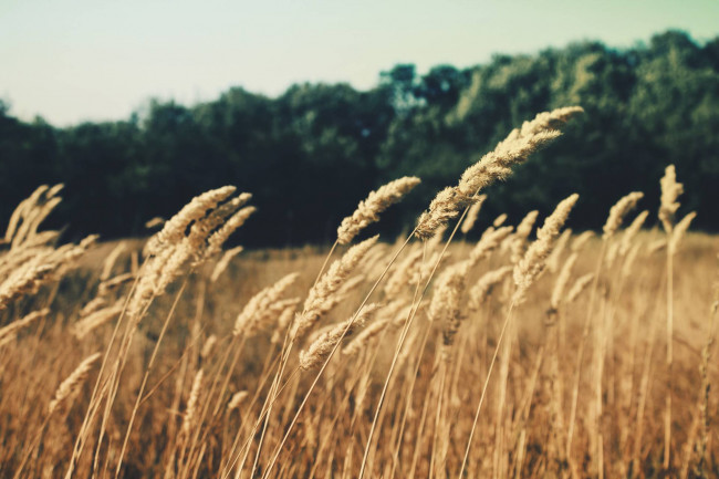 Terreno agricolo in vendita a Silea (TV)