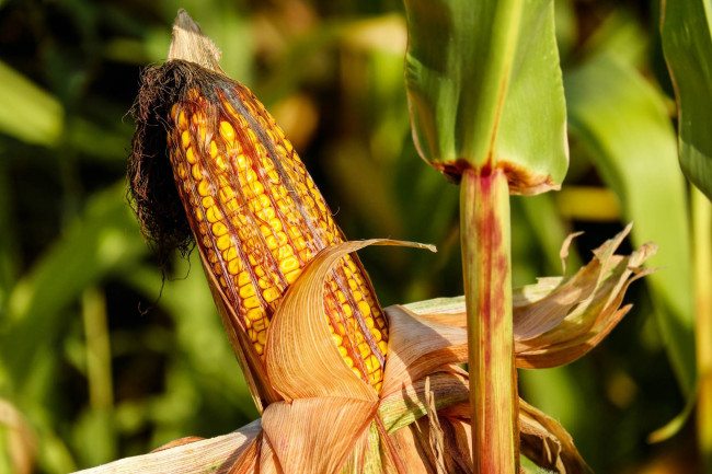 Terreno agricolo in vendita a Silea (TV)