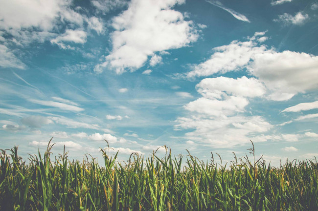 Terreno agricolo in vendita a Silea (TV)