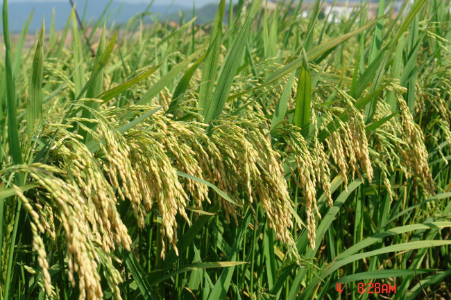 Terreno agricolo in vendita a Silea (TV)